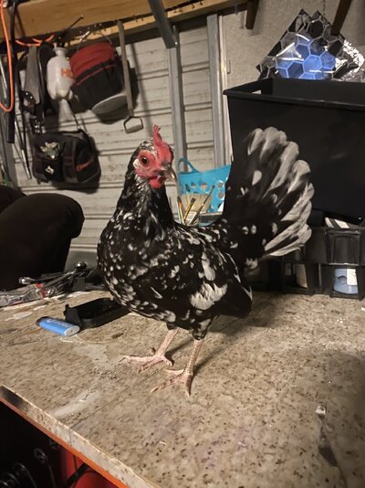 7B259800-381C-43B8-8B9B-F81D029D4BF0.jpeg