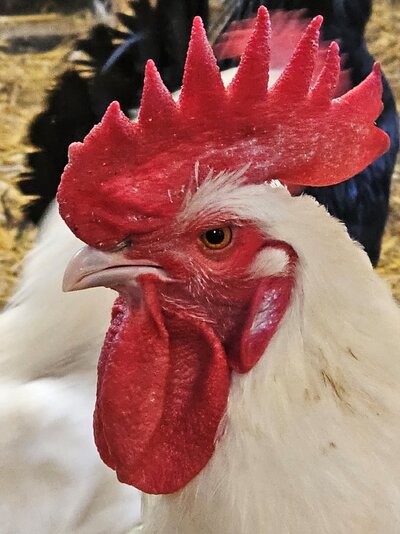 bresse chickens.jpg