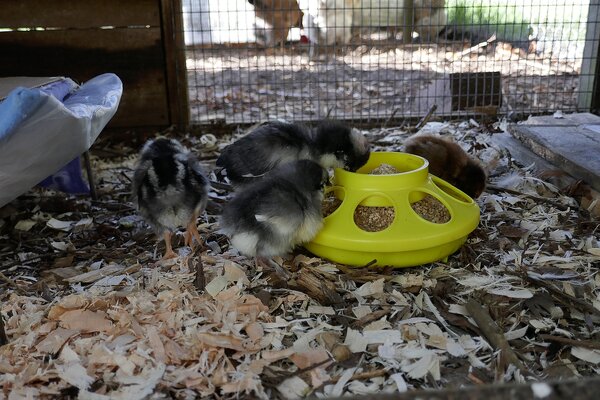 2024chicks01.jpg 2024chicks01.jpg