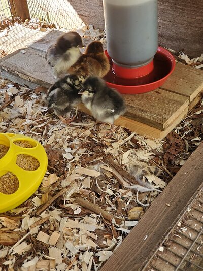 2024chicks02.jpg 2024chicks02.jpg