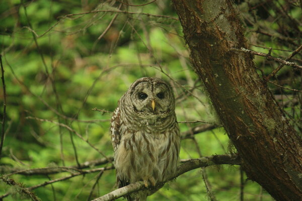 owl-SaltwaterStatePark.JPG