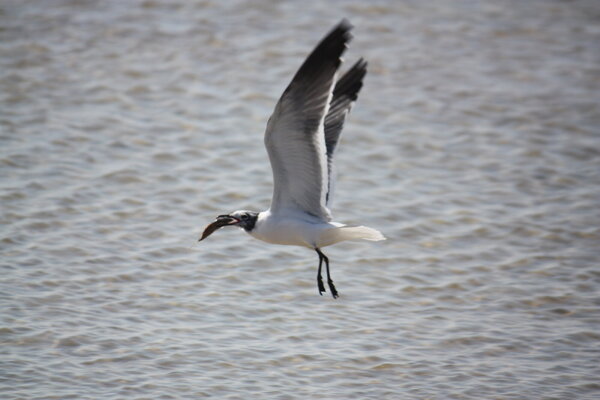 bird-with-fish.JPG