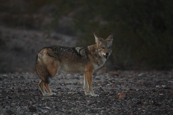 coyote-quartzsite.JPG