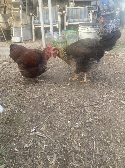 IMG_3870.jpeg IMG_3870.jpeg