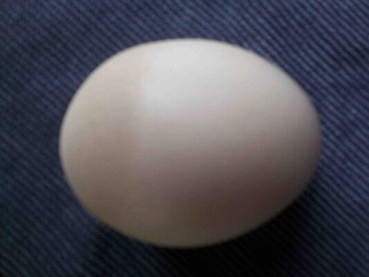 11April2024 Egg.jpg