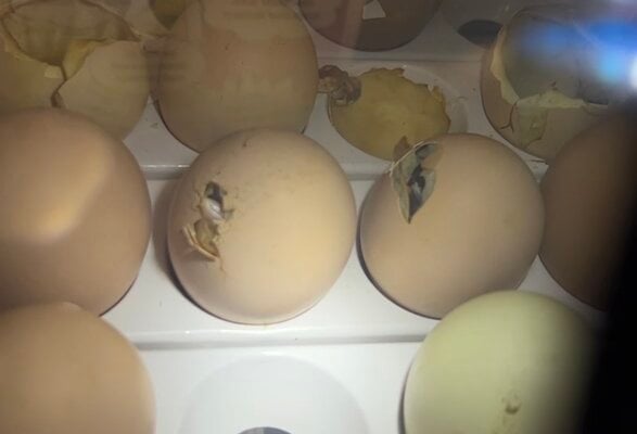 pipped eggs beak out.jpg