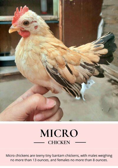 micro-serama-bantam.jpg