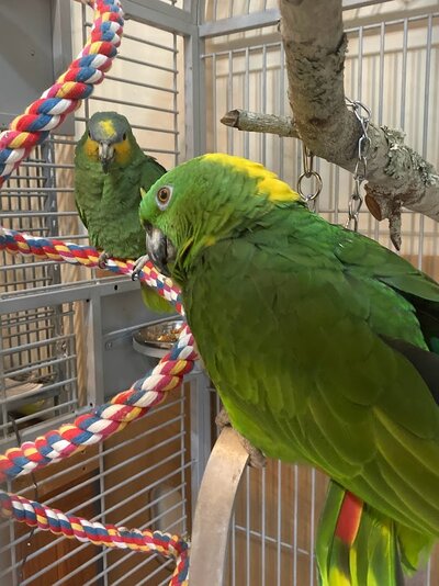 BIRDS MY FAVORITE BOYS ROMEO AND SKIPPY CHILLING IN THEIR NEW DOUBLE WIDE MACAW CAGE.jpg
