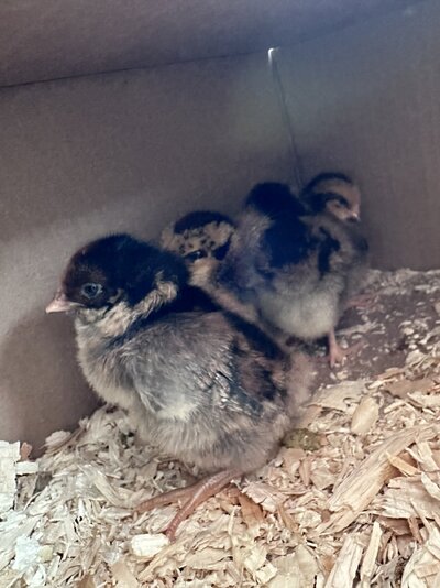 2024.04.27 01 chicks 02 Blue Barnevelders coming home.jpg