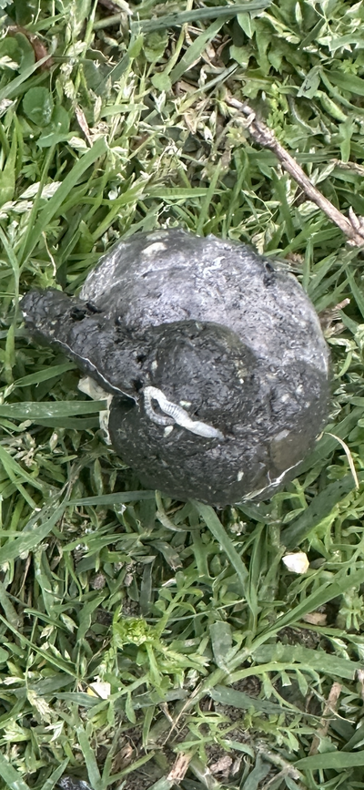 IMG_3783.PNG IMG_3783.PNG
