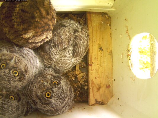 HDKC 29Apr2024 095420 (Mom + 5 Owlets).jpg