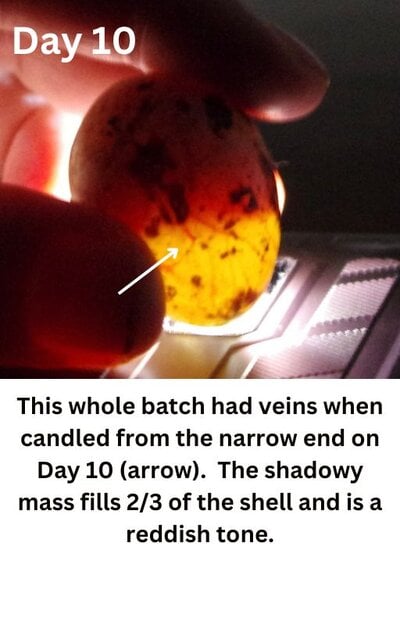 Not much to see, a large green clear area and the yolk shadow (arrow)..jpg