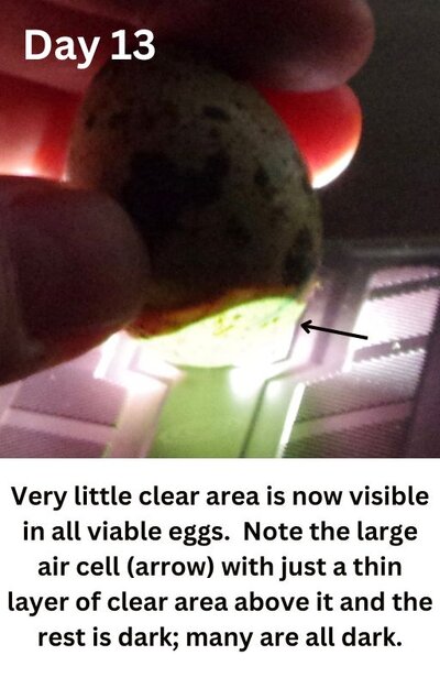 Not much to see, a large green clear area and the yolk shadow (arrow)..jpg