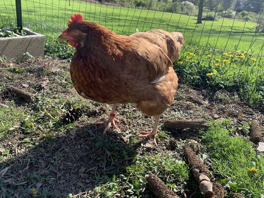 chicken_standing.jpg