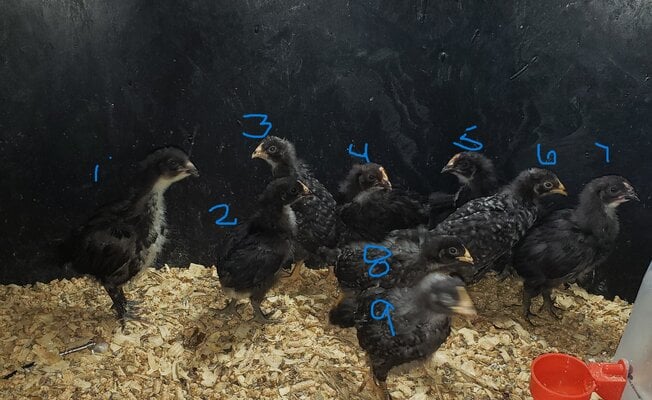 9 chicks.jpg
