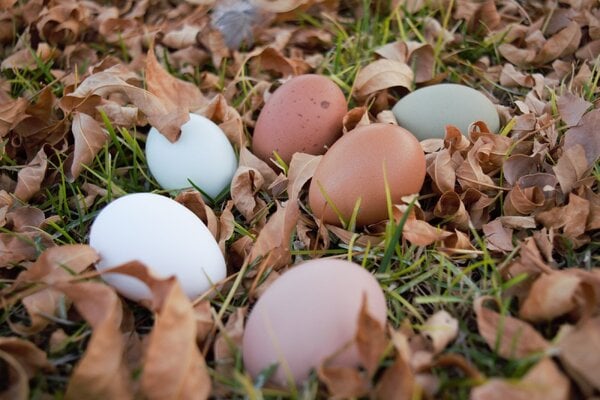 Preparing hatching eggs for incubation, and hatching.