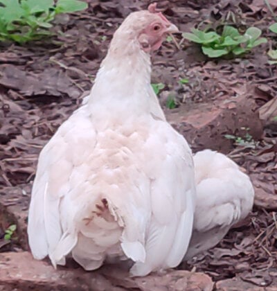 hen and chick scratching2.jpg