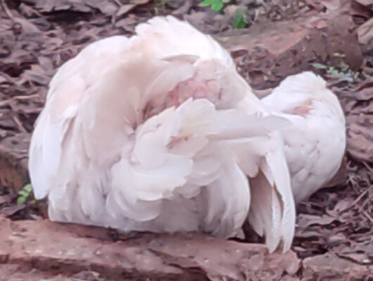 hen and chick scratching.jpg