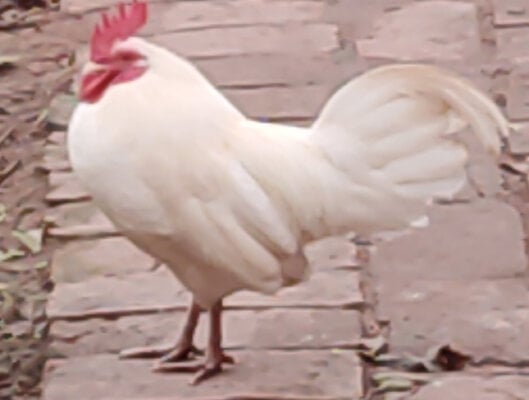rooster sometines.jpg