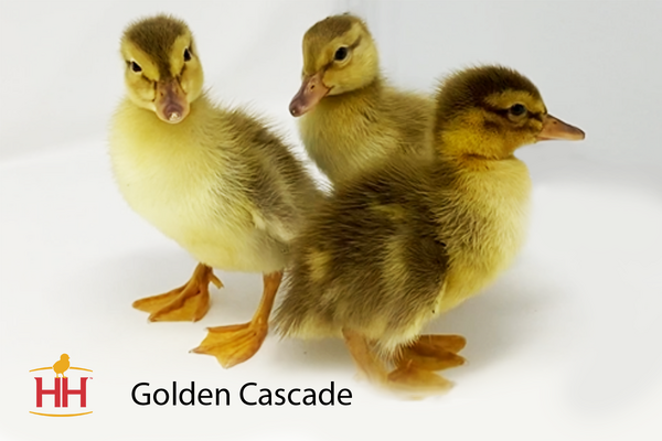 Golden Cascade Chick Photo.png