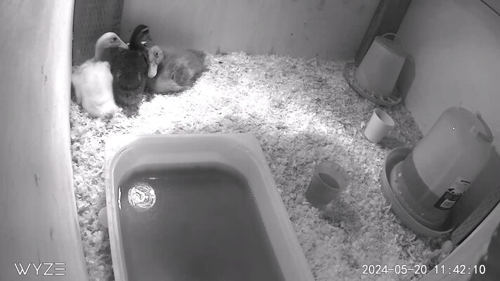 ducks in tub, 2.5 weeks old.jpg