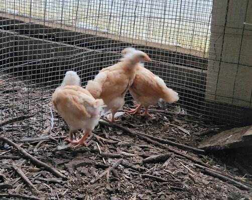 Rose, Dorothy, Blanche at 4 wks - 2.jpg