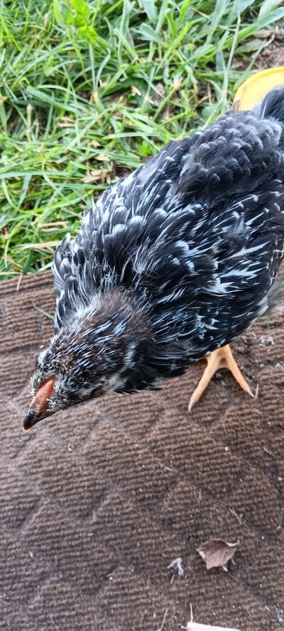 Gender -5 week old silver laced wyandotte | BackYard Chickens - Learn ...