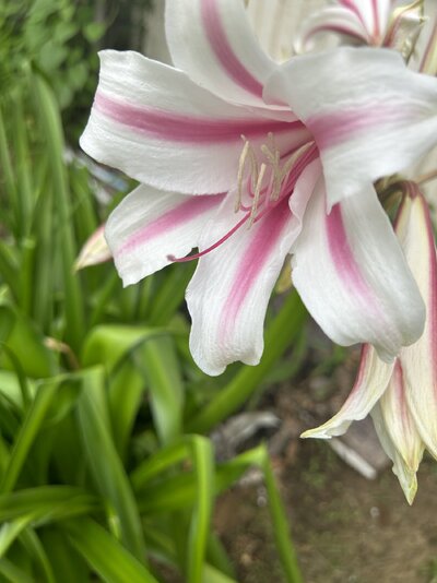 IMG_7717.jpeg