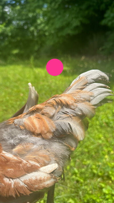 8C360C42-B93F-4B15-B46D-1696493D3375.jpeg