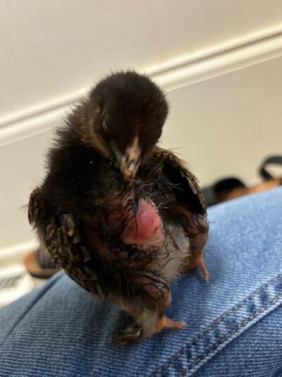 Prolapsed cloaca treatment, 3 week old chick