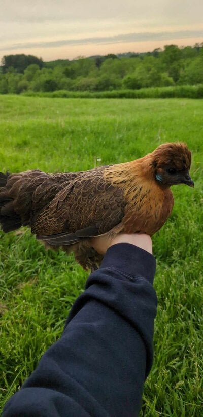 Odoban partridge 1 5-24-24.jpg