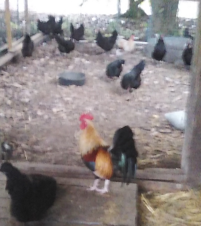 Gold Rooster.png