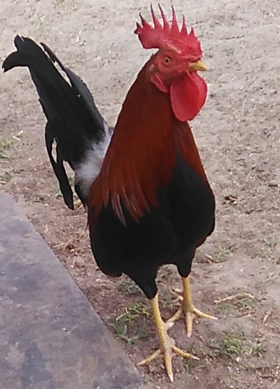 Red Rooster.png