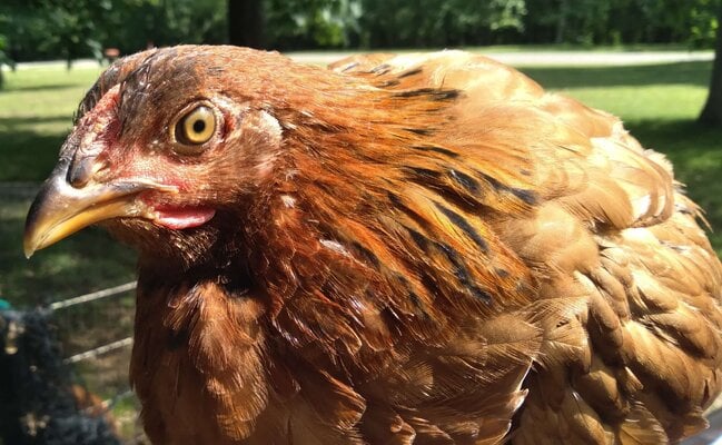 Nugget2.jpg