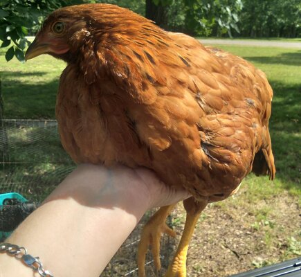 Nugget1.jpg