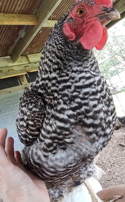 plucked 5-30.jpg