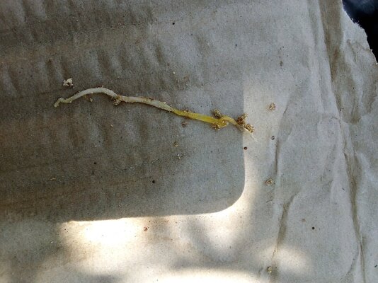 IMG_2024-05-31-13-25-42-687.jpg