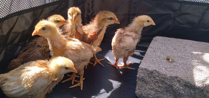 Chicks.jpg