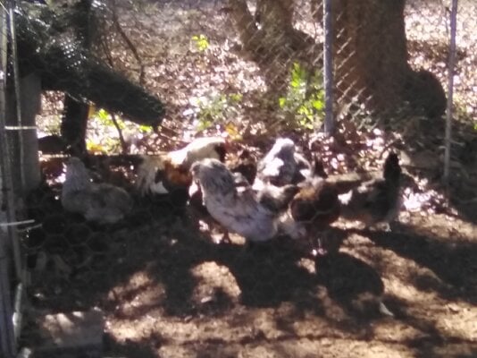 Easter Eggers.jpg