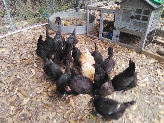 austrlorps.jpg