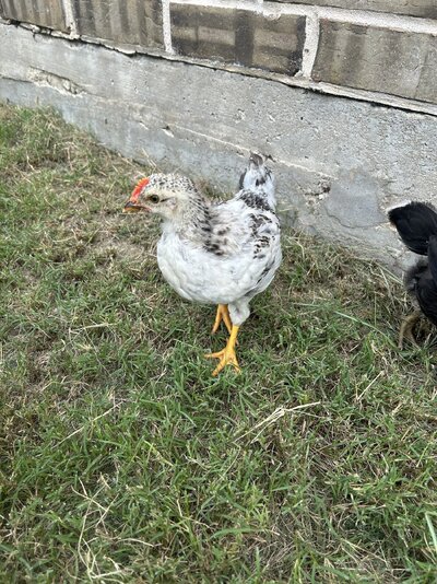 IMG_2422.jpeg
