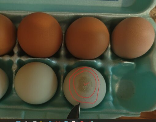 gray-egg.jpg
