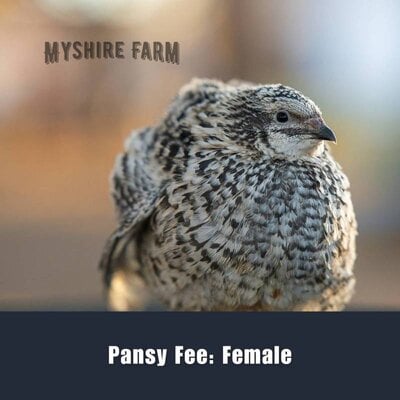 myshire-farm-coturnix-quail-pansy-fee-female-43004C61284E.jpg