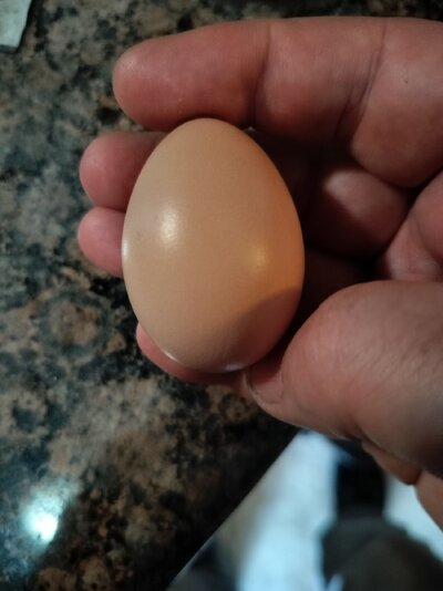 MIKA 1st EGG 3 COLOR LAYED  05-28-2024.jpg