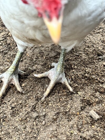 IMG_3639.jpeg