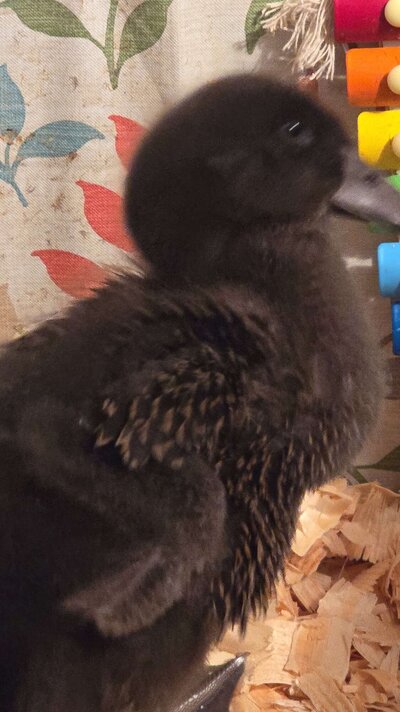 New feathers.jpg