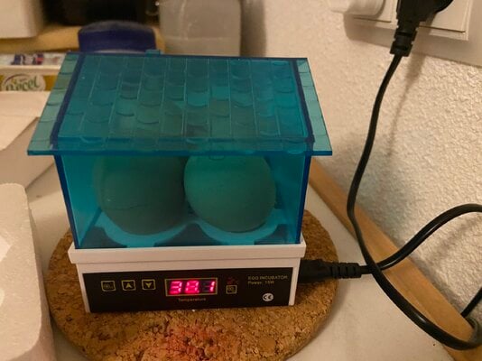 HDD 4 egg incubator