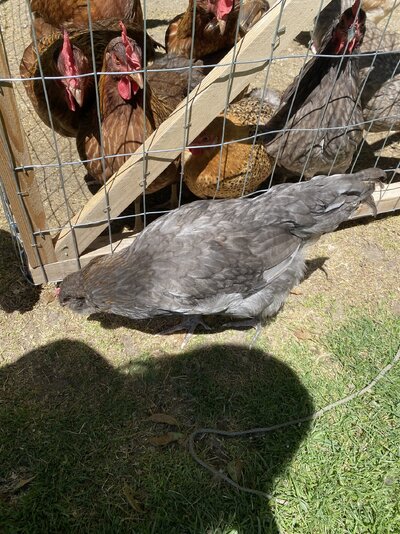 IMG_4786.jpeg
