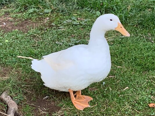 Missy Duck.jpg