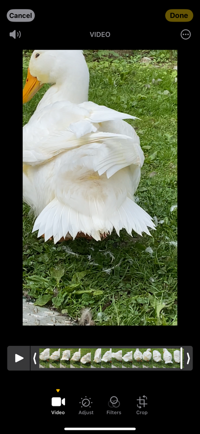 IMG_3709.png